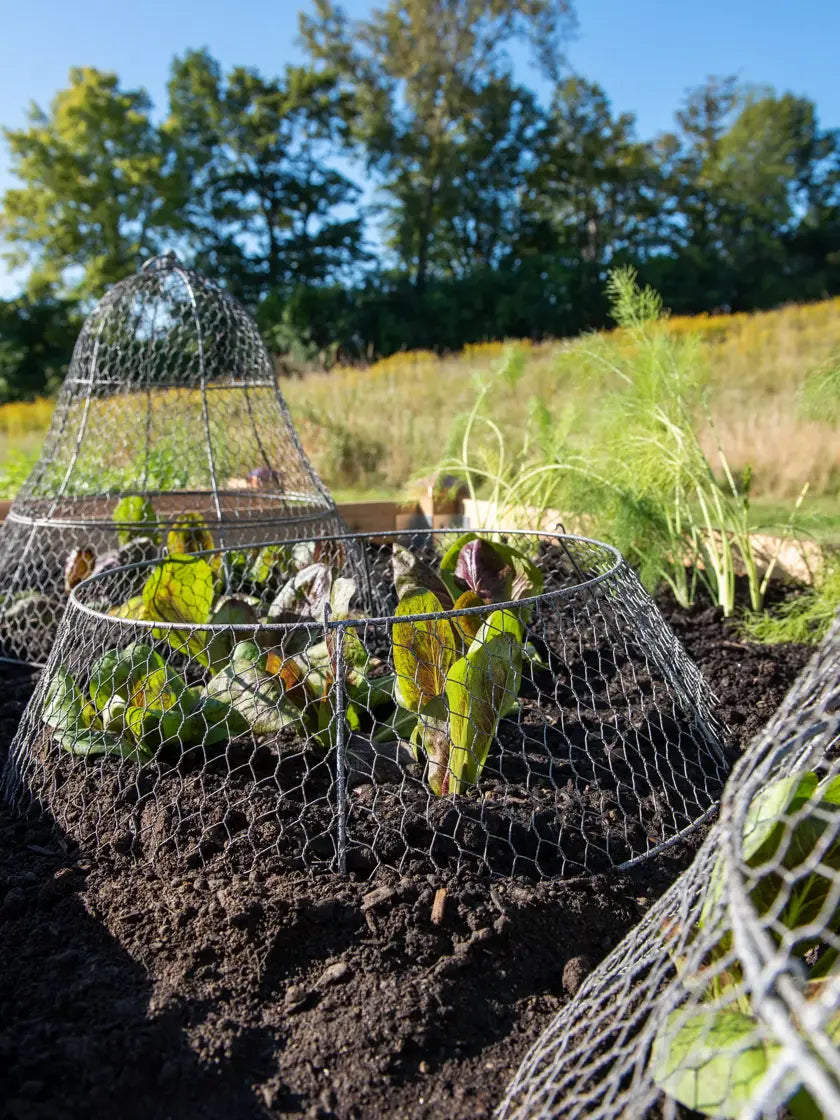 Chicken Wire Cloche Extension Chicken Wire Cloche Extension