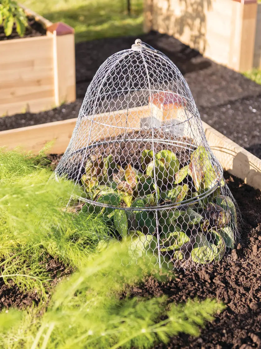 Chicken Wire Cloche with Extension Chicken Wire Cloche with Extension