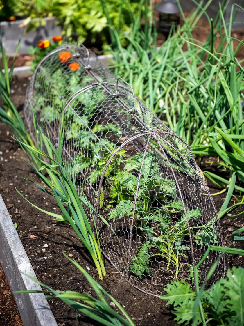 3-in-1 Chicken Wire Cloche, XL 3-in-1 Chicken Wire Cloche, XL
