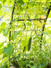 2’ x 8’ Arch Trellis for Planter Boxes