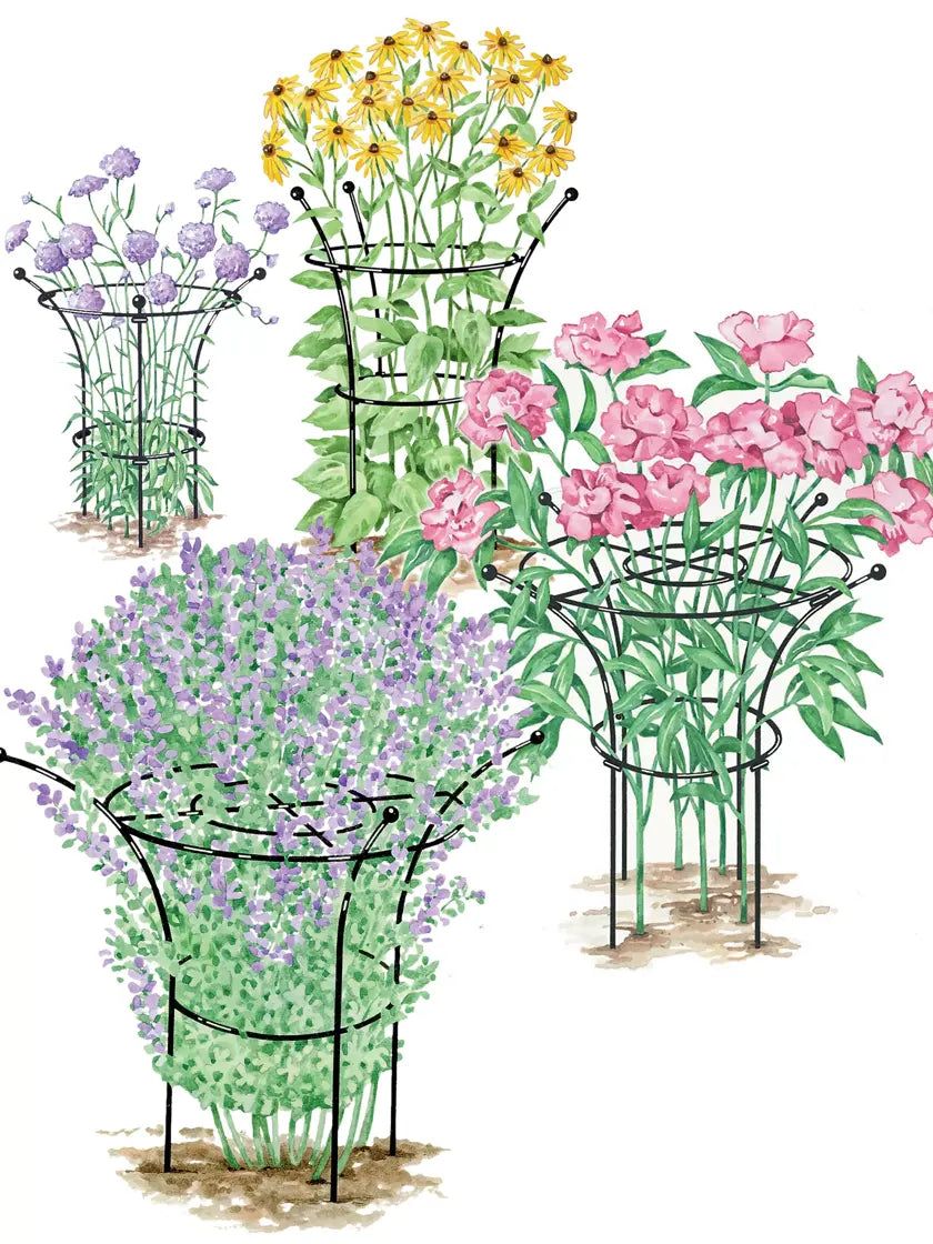 Essex Plant Supports Essex Plant Supports