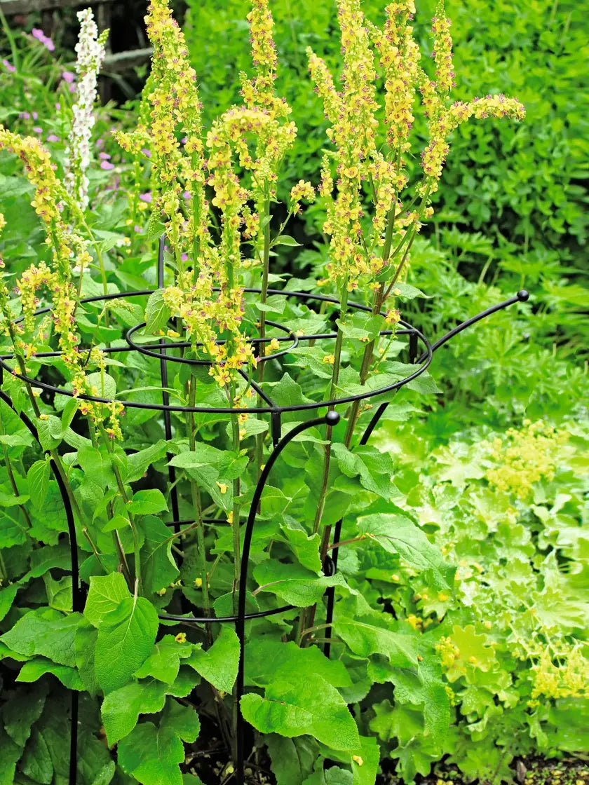 Essex Plant Supports