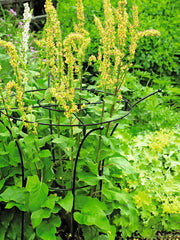 Essex Plant Supports