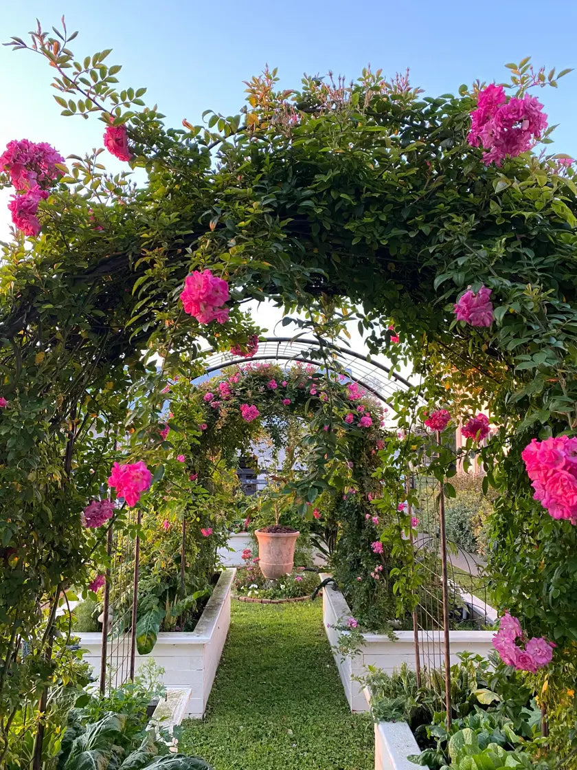 Jardin Rose Arch