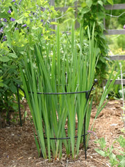 Essex Plant Supports