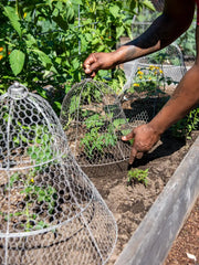 Chicken Wire Cloche