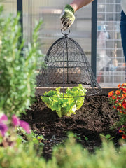 Chicken Wire Cloche