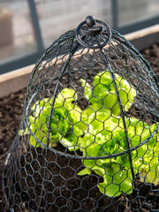 Chicken Wire Cloche